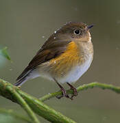 Robin à flancs roux