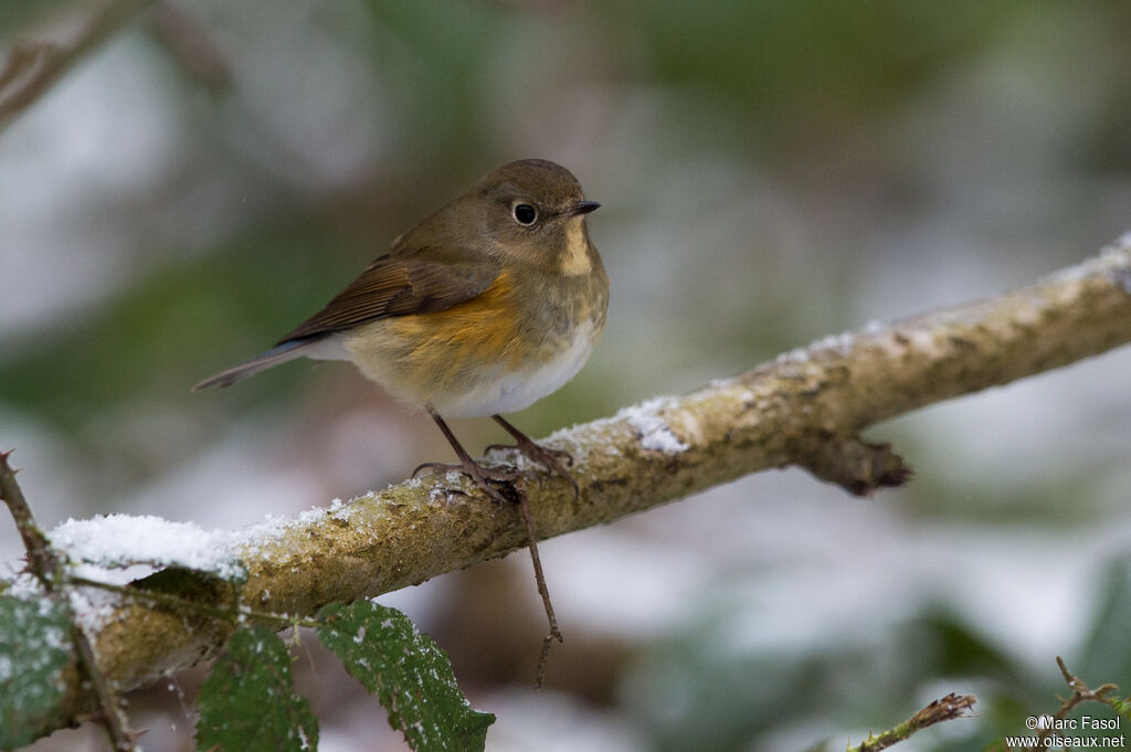 Robin à flancs rouximmature, identification