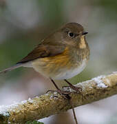 Robin à flancs roux