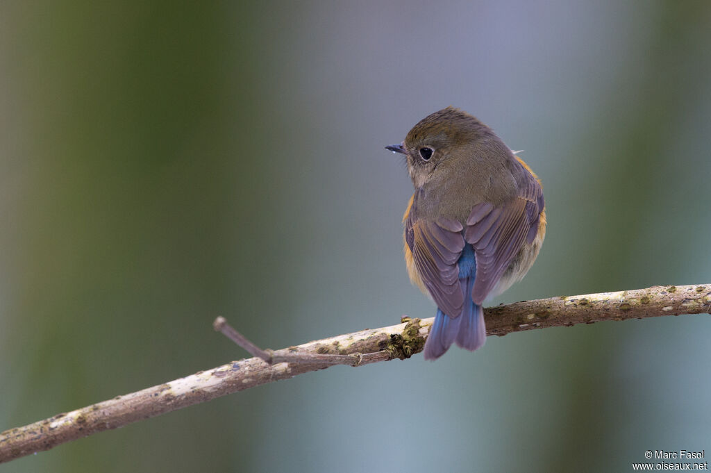 Red-flanked Bluetailimmature, identification, song