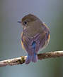 Robin à flancs roux