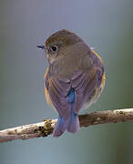 Red-flanked Bluetail