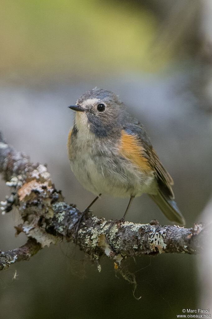 Robin à flancs roux mâle adulte, identification