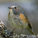 Robin à flancs roux
