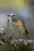 Red-flanked Bluetail