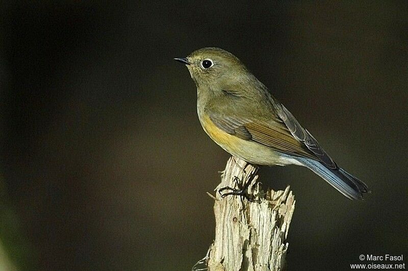 Red-flanked Bluetail male First year, identification