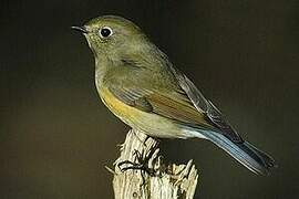 Red-flanked Bluetail