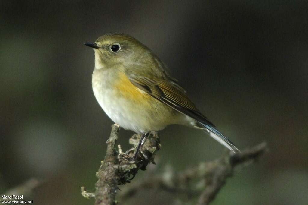 Red-flanked Bluetail male First year, identification