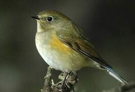 Robin à flancs roux