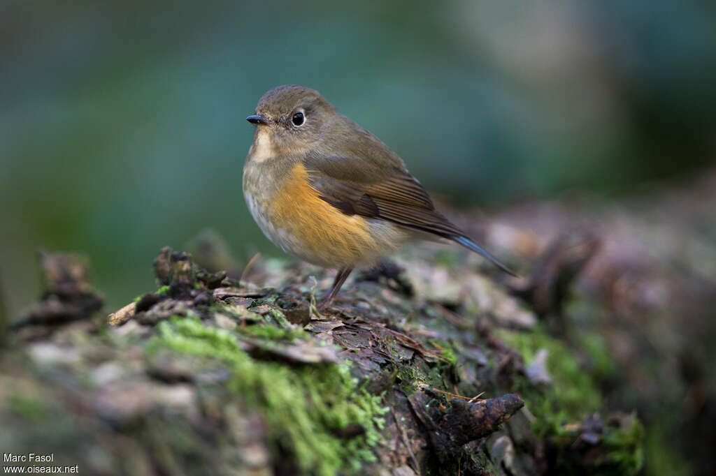 Robin à flancs roux1ère année, identification, pigmentation, Comportement