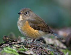 Robin à flancs roux