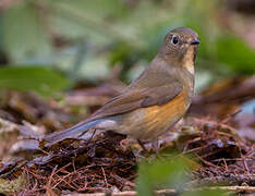 Robin à flancs roux