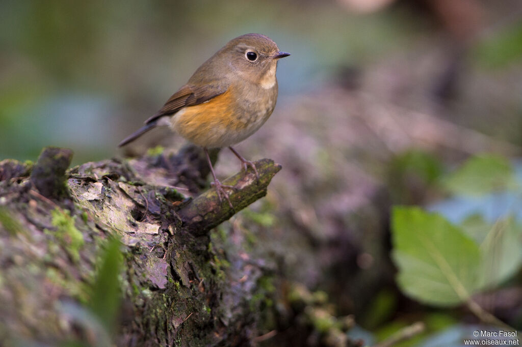 Robin à flancs rouximmature, identification