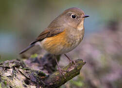 Robin à flancs roux