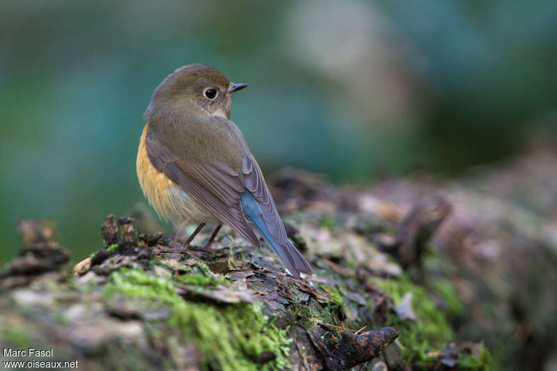 Robin à flancs roux1ère année, identification, pigmentation, pêche/chasse