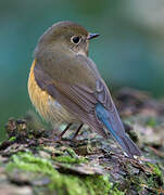 Robin à flancs roux