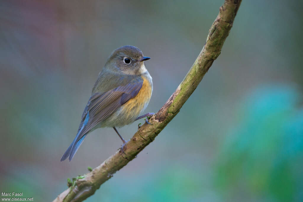 Robin à flancs roux mâle 2ème année, identification