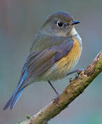 Robin à flancs roux