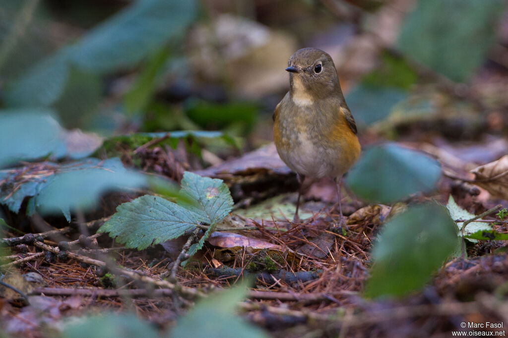 Robin à flancs rouximmature, identification