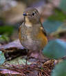 Robin à flancs roux