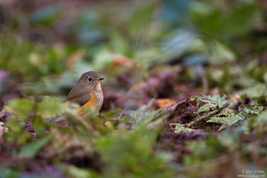 Robin à flancs rouximmature, identification