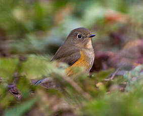 Robin à flancs roux