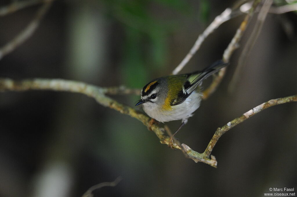 Madeira Firecrestadult breeding, identification