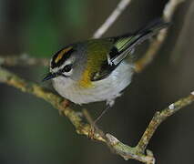 Madeira Firecrest