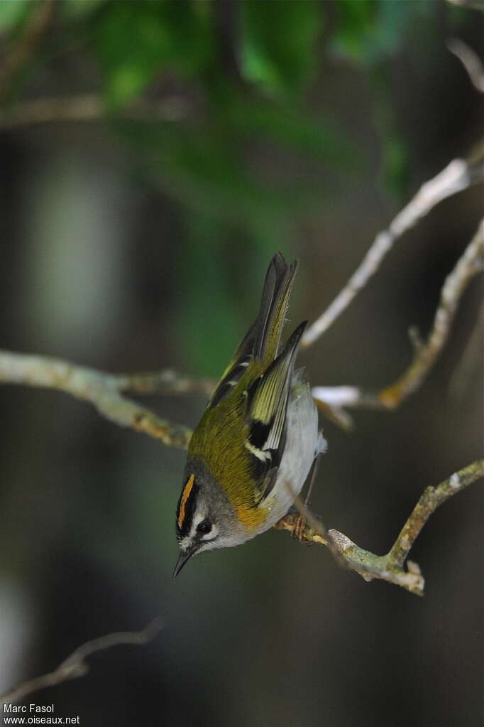 Madeira Firecrest male adult breeding, pigmentation, Behaviour