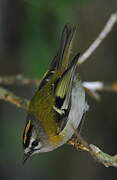 Madeira Firecrest