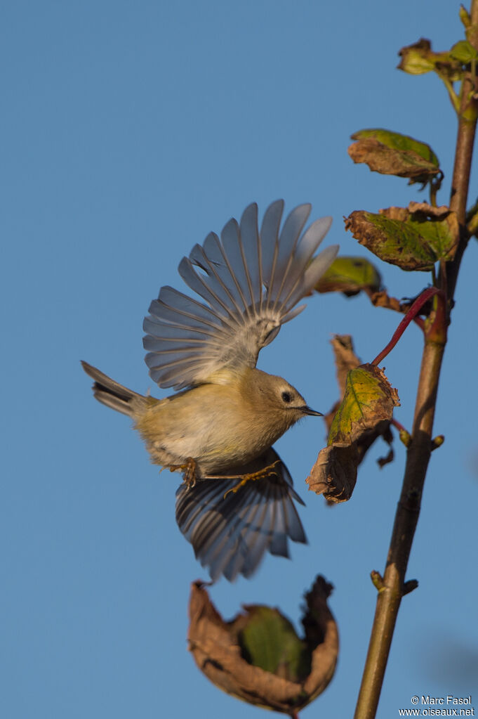 Goldcrest, Flight