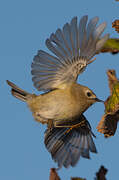 Goldcrest