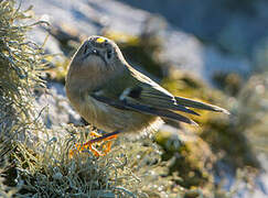 Goldcrest