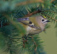 Goldcrest