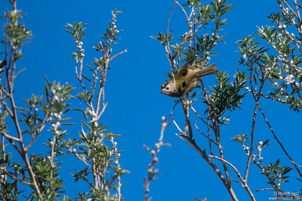 Goldcrest female adult, identification