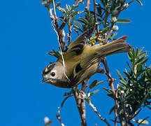 Goldcrest