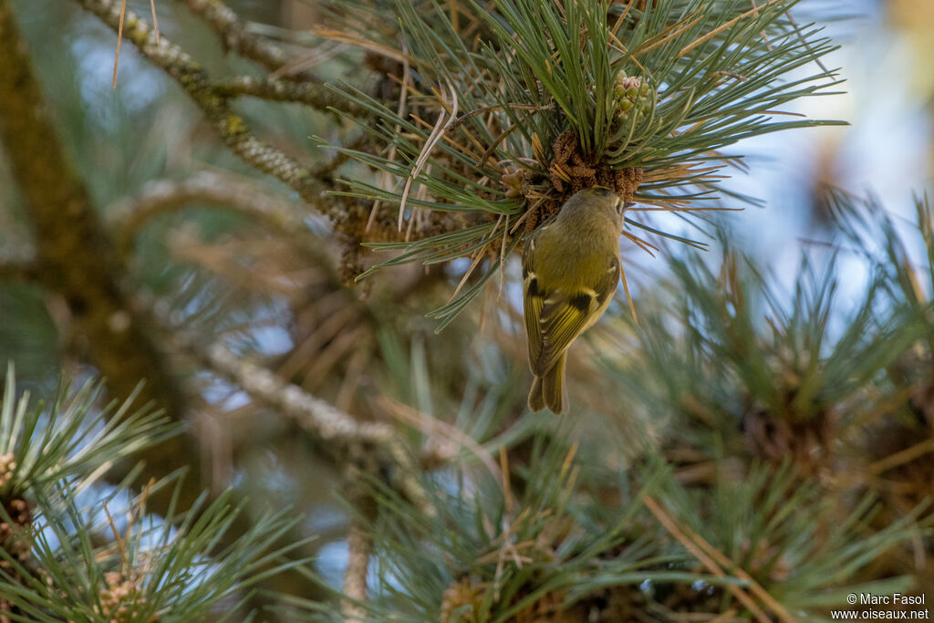 Goldcrestadult, identification