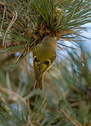 Goldcrest