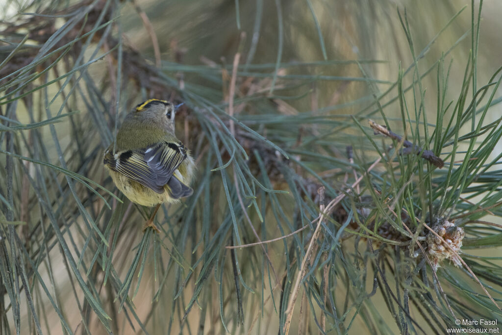 Goldcrestadult, identification