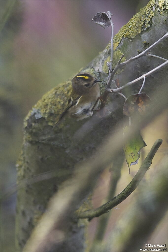 Goldcrest female adult, identification