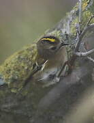 Goldcrest