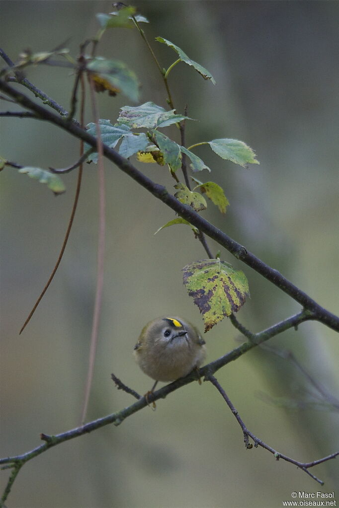 Goldcrestadult post breeding