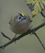 Goldcrest