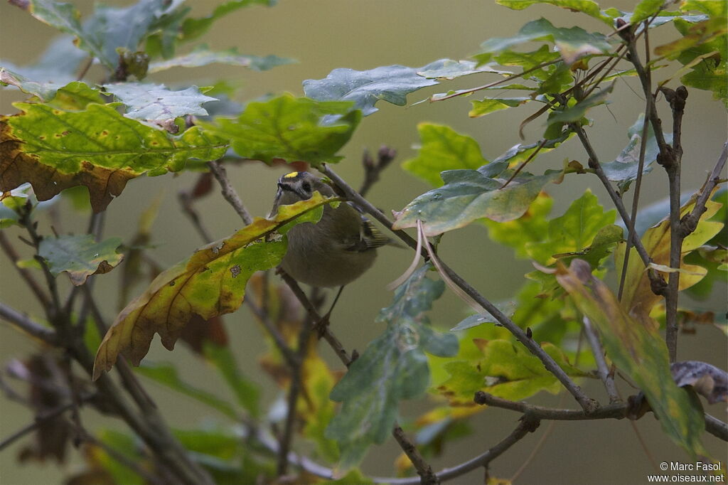 Goldcrestadult post breeding, identification, Behaviour