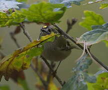 Goldcrest