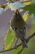 Goldcrest