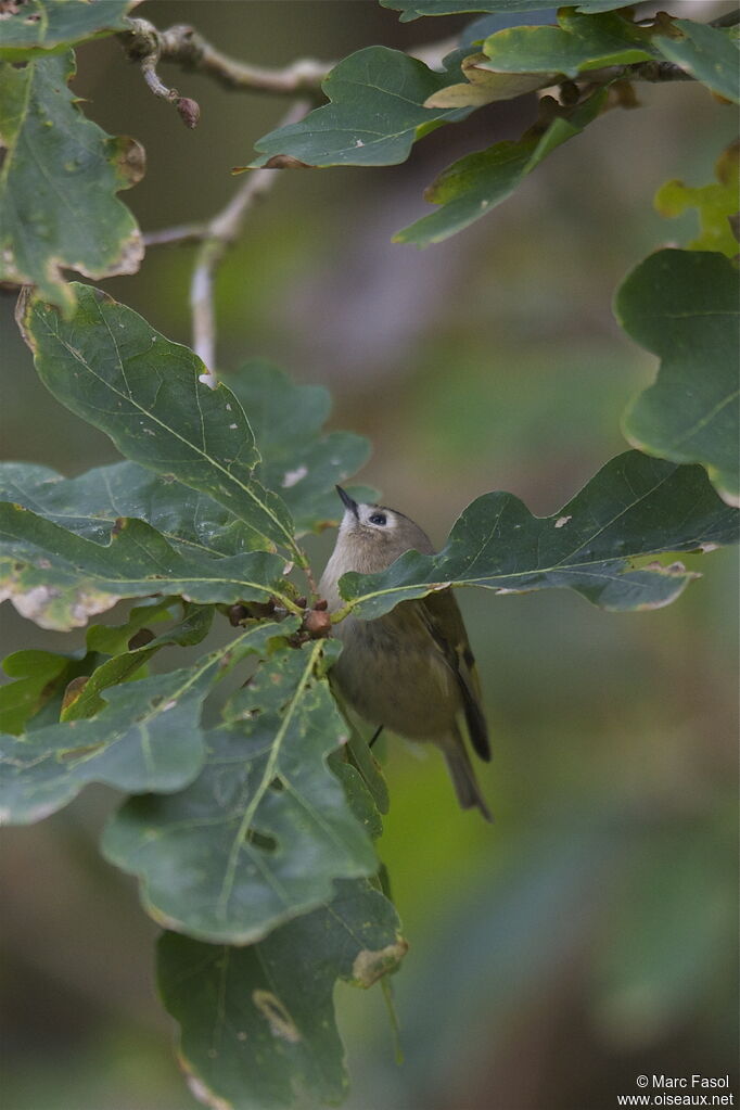 Goldcrest, identification, Behaviour