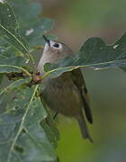 Goldcrest