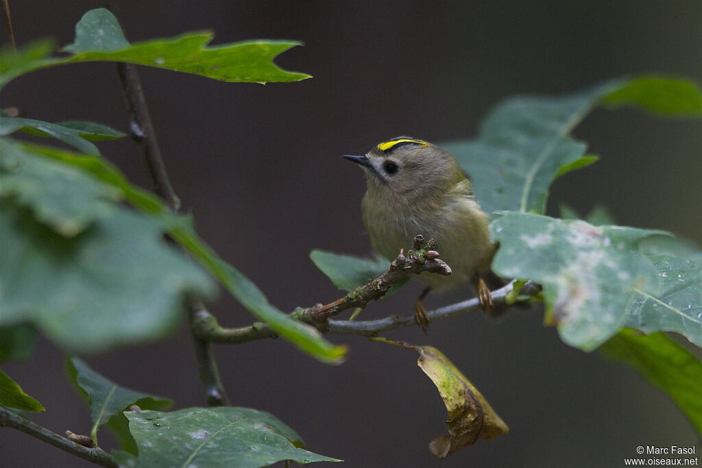 Goldcrestadult post breeding, identification