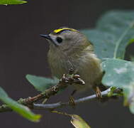 Goldcrest